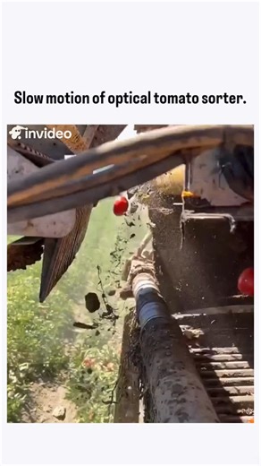 How Do Things Work on Instagram: "An optical tomato sorter is an industrial machine that uses cameras, sensors, and machine vision technology to automatically sort tomatoes based on quality criteria like color, size, shape, and defects. These systems boost efficiency, ensure consistent product quality, and minimize the need for manual labor. How Optical Tomato Sorters Work The process involves several high-speed steps to ensure accurate and rapid sorting: 1. Feeding: Tomatoes are evenly distribu