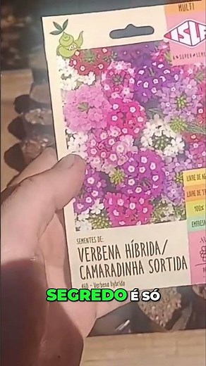 How to Plant Hybrid Verbena from Seed the Right Way! Step-by-Step Germination 🌸