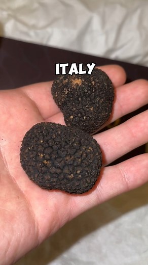 Trying to Clone the Worlds Most Expensive Fungi “Black Truffle” #fbreels #reelsfacebook #blacktruffle #truffle #fungi #mushrooms #mushroomsociety #hobby #foraging #wildmushrooms #scienceexperiments #naturelovers #chef #gourmetfood #clone | Spore n’ Sprout