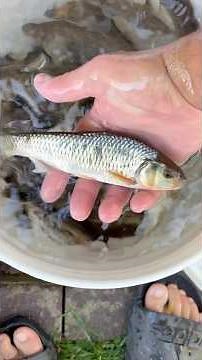Releasing giant shiners in pond for my bass to eat