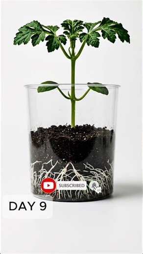 Watermelon Growth Timelapse | #timelapse #watermelon #shorts
