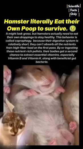 Hamsters infinite Food Glitch 💀🐹 #nature #wildlife #animals