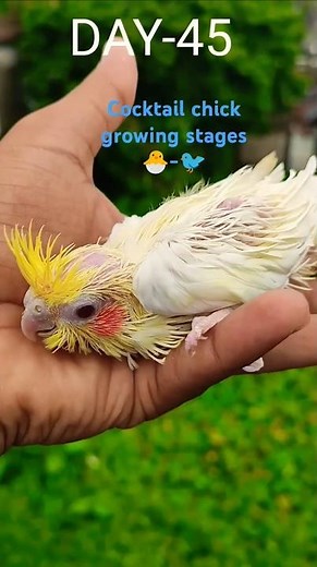 🐦 From eggs to life 💚 Lovebird breeding day by day 🥚➡️🐣