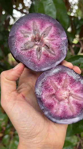 Have you tried this fruit? 💜🍼🌌⭐️ ✨Star apple (aka caimito) is named after the star shape found inside the pulp when you cut it in half (around its equator). ✨It is also called milk fruit for its milky looking juices that leak out of the fruit when it is cut open. ✨In Sierra Leone the fruit is called Bobi wata or breast milk fruit. In Vietnamese it is called Vú sữa which translates to breast milk. ✨Caimito is native to the Isthmus of Panama. It has spread to the Greater Antilles and the West I