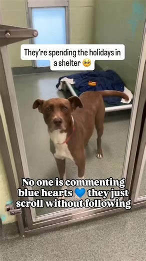 Doggy dreams rescue on Instagram: "They should be in loving homes 🙏 Instead, they are spending the holidays in a shelter 😔 Their names are Betsy, Kodak, Patron, Ruby, Coleman, Atlas and Carmen ❤️ You can help make their holidays a little brighter this season 🙏 Even if you cannot adopt, you can show your love by sending our homeless pets special gifts off of our holiday wishlist 💝 Or you can make a donation to our shelter through the fundraiser on our page ❤️ The link to our holiday wishlist