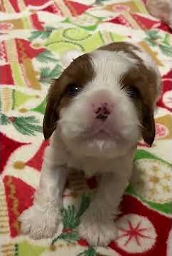 Howling baby Cavalier King Charles Spaniel Puppy. Awwww.