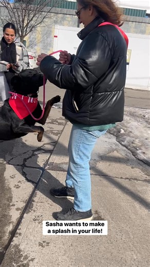 Happy Valentine’s Day- Love Sasha 💌 This adorable 2 year old lab mix was sadly surrendered due to landlord issues — no fault of her own. Now she’s safe with us and showing everyone just how wonderful she is! 💕 Sasha is incredibly friendly with staff and has such a warm, happy personality. During a recent foster break, Sasha got to unwind in a home environment and proved she’s the total package — house trained, crate trained, and an all-around lovely companion. 💗 While she hasn’t lived with ki