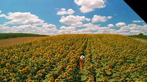 Field, Sun Flower, Sunflower Field. Free Stock Video