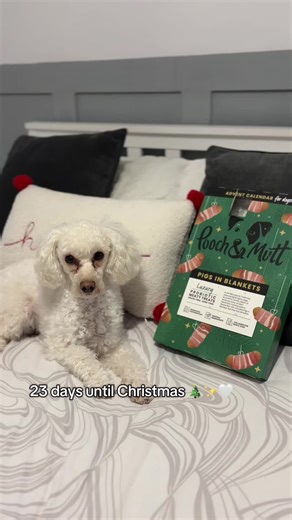 Only 23 days until Christmas! The countdown is on🤍 olive loves her advent calender from @Pooch and Mutt 🎄✨🤍 #fyp #blowthisup #poochpack #poochandmutt #adventcalendar