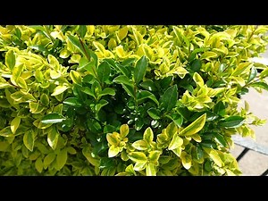 How To Fix Reverted Variegated Plants