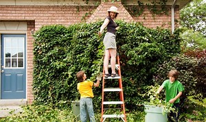 ‘Effective’ method to remove ivy ‘forever’ using ‘ideal weed killer’