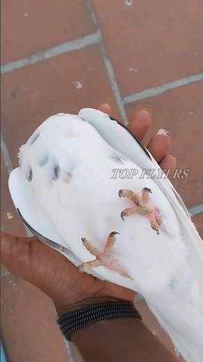 இந்த trick use panni புறாக்களில் ஆண், பெண் கண்டுபிடிக்க முடியுமா🤔? / #pigeons #pets #pigeonslovers