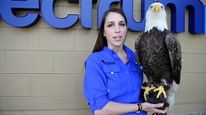 Challenger, the first Bald Eagle trained to free fly into major sporting events during the national anthem