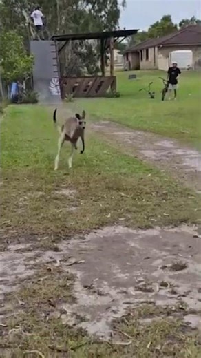 “Why do kangaroos have such strong legs?”