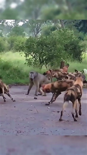 Wild dogs Vs a Baboon