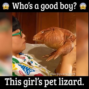 184K views · 504 reactions | This girl's lizard is probably the happiest reptile in the world! <3 This tandem is adorable! Credits to MacGyver the Lizard | Pulptastic | Facebook