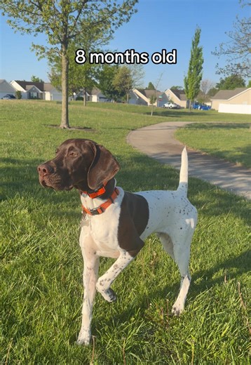 5 week old to 8 month old Fisher 🥲 #gspfisher #gspgrowth #teenagegsp #teenagepuppy #birddog