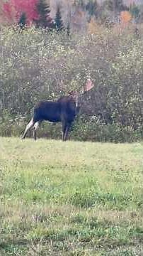Moose Approaches Coyote Call #moose #coyotehunting