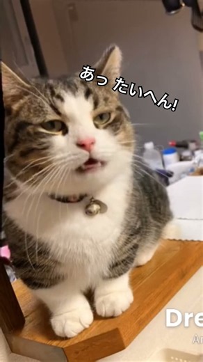 #天才バカボン #アイドル・フォー #cat #猫のいる暮らし #歌 #歌詞有 #昭和歌謡 #catvideos