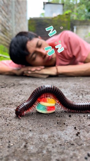 Meme Face, I even fell asleep snoring while waiting for the millipede to come over to the Donuts