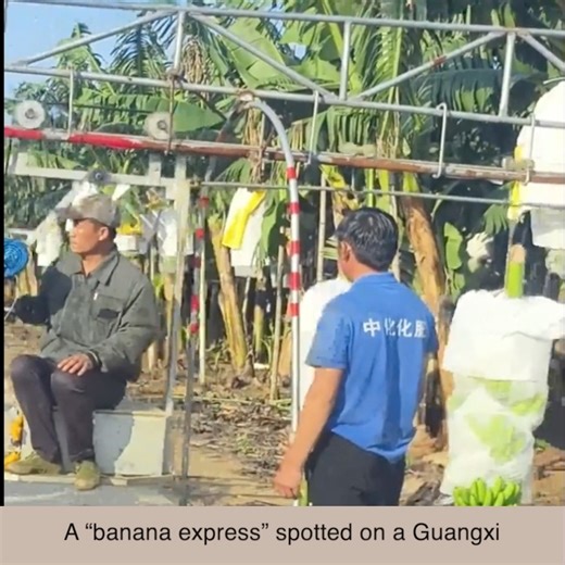A “banana express” spotted on a Guangxi Province! 🍌🚛 No traffic jam today — unless you count being stuck behind tons of bananas on the move! 😆 #FunnyChina #BananaExpress #TravelMoments #AmazingChina | ShanghaiEye