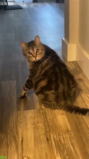 Alien Cat sleeps in a weird position - Epic Cat 🔥 Internet Breaker!