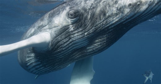 Humpback Whales May Not See Their Most Dangerous Threats