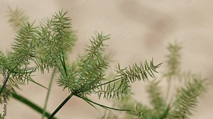 Close up of Cyperus esculentus, straw-colored flatsedge, Cyperus strigosus in the garden.