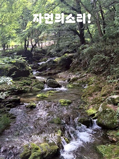 The Melodic Flow of Nature's Sounds