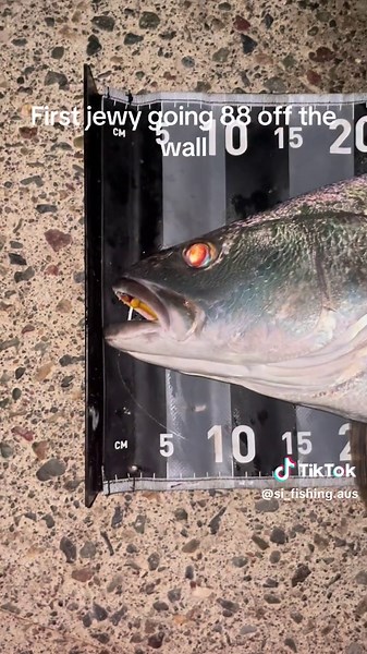 Catch Jewfish: 88cm off the Breakwall in Australia