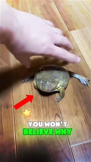 DON’T PICK It Up… Frogs Can Literally SCREAM 😨 #frogs #animals #animalshorts #shorts