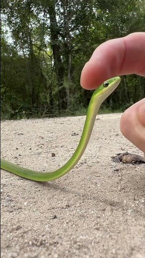 Green Snake Snek Boop 🐍 #shorts