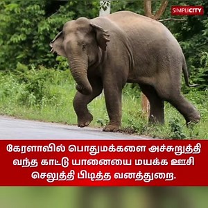 9.3K views · 495 reactions | Forest department catches elephant which was troubling residents #elephant #Publicpeople #Forestofficers #coimbatorediaries #coimbatorelife #CoimbatoreNews #Coimbatore #SimpliCityCoimbatore | SimpliCity News: Coimbatore | Facebook