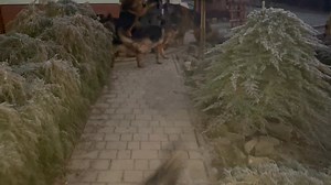 Przywitanie z pańciem po długiej rozłące🥰🥰🥰tylko tydzień a jakby pół roku go nie było 🤣🤣🤣 | Hodowla owczarków niemieckich „Famous Dogs”