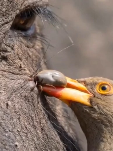 oxpecker #wildlife #animals #nature #shorts | animals