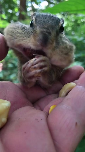 SpongeBob Chipmunk Cheeks: Buffet Disaster