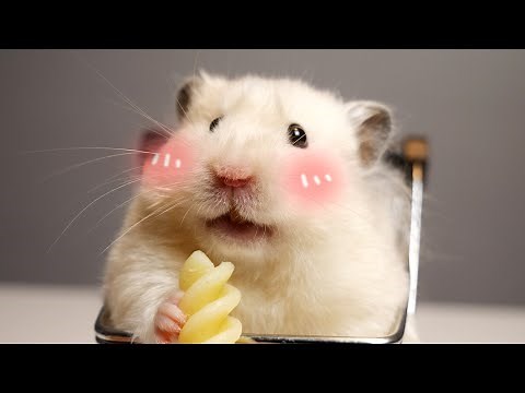 1 Thing Hamsters Like - Pasta