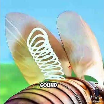 Cricket Chirps Decoded: Nature’s Hidden Language"