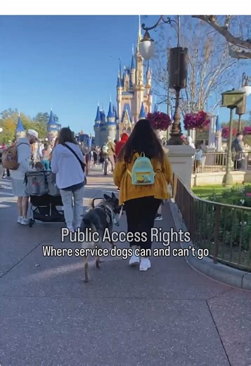 Understanding Service Dog Public Access Rights