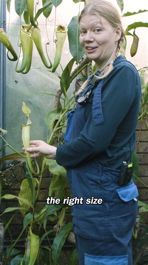 A carnivorous plant that eats poop?