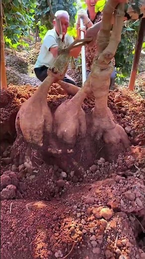 Digging Pueraria Root: Trick to Get Whole, Plump Tubers 🌱