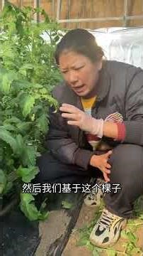 Unlock secrets to thriving tomatoes in greenhouses! Greenhouse management Tomato Growing T