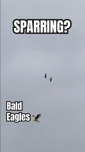 Two Bald Eagles Dance Against Fierce Wind Gusts! #eagles #baldeagle #wildlife
