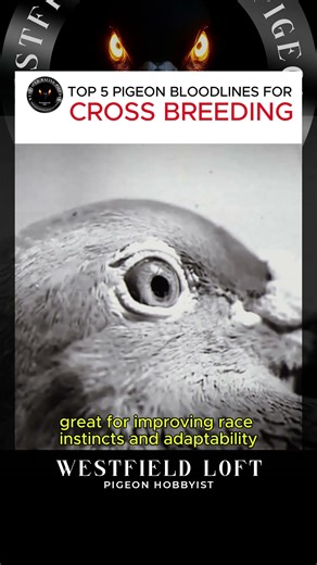 TOP 5 PIGEON BLOODLINES FOR CROSSBREEDING