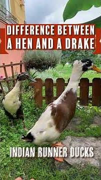 Drake vs. Hen: Key Differences in Indian Runner Ducks