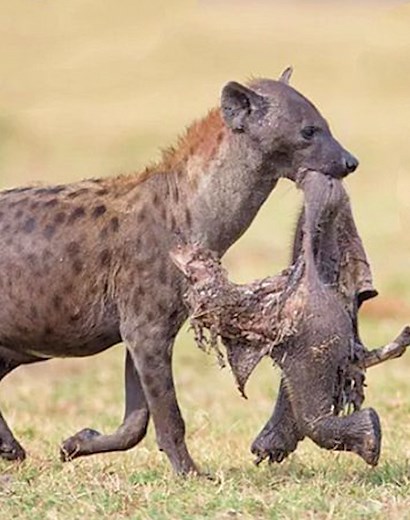 25 Moments Brave Men Attack Animals To Defend Them Caught On Camera 🤴vs🐃 | Talent World