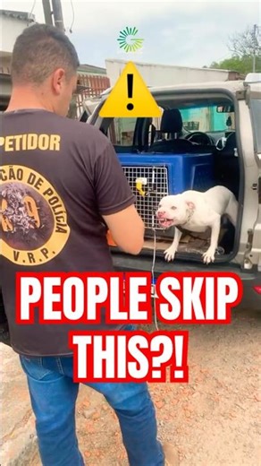 Thinking of Owning a Pitbull? Most People Skip This ⚠️#shorts #pitbull