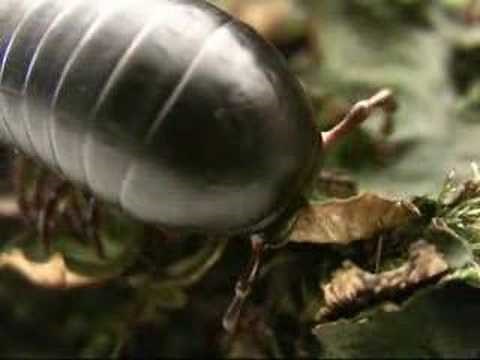 Giant Millipede in close-up