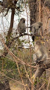 Watch as these vervet monkeys have an absolute blast in this tree. They are always so entertaining to observe. #monkey #safari #wildlife #krugernationalpark #fblifestyle #nature | Phil on Safari