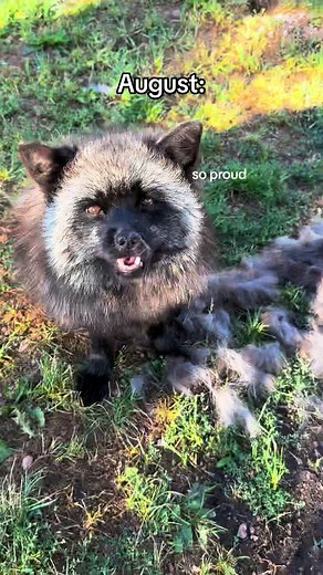 Zak is always the last to the shedding party 😅 Luckily we are able to pluck & brush him to help him out! What a fluffy boy. 🦊 #fox #foxes #fluffy #cute #wolfsanctuary #animalsoftiktok #foxesoftiktok
